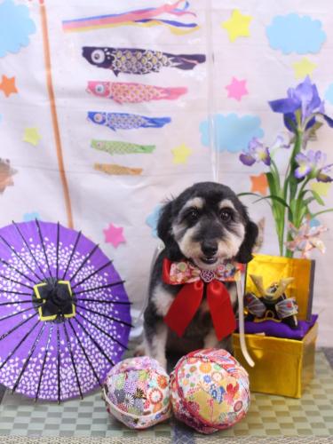 20240502シェリーちゃん